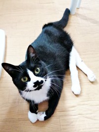 2021年6月20日、飼い主さんを見上げるまめちゃん（画像提供：まめさん）