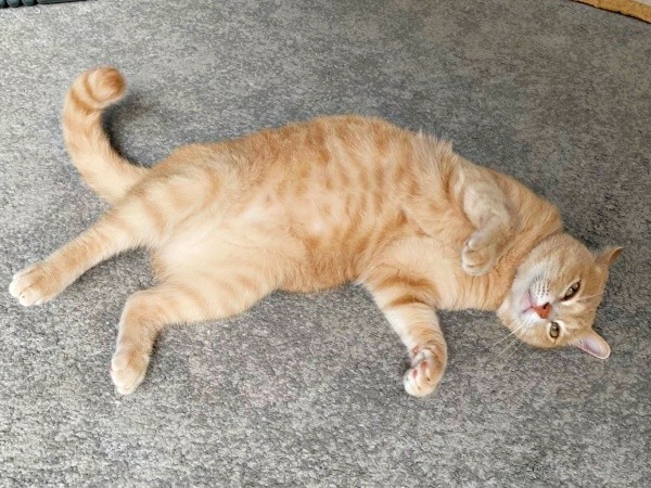 へそ天になってくつろぐきなこくん（画像提供：まっちゃさん）