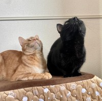 マズルを見せるティーグルくん&ノアールちゃん（提供：ティグノア🐈🐈‍⬛さん）