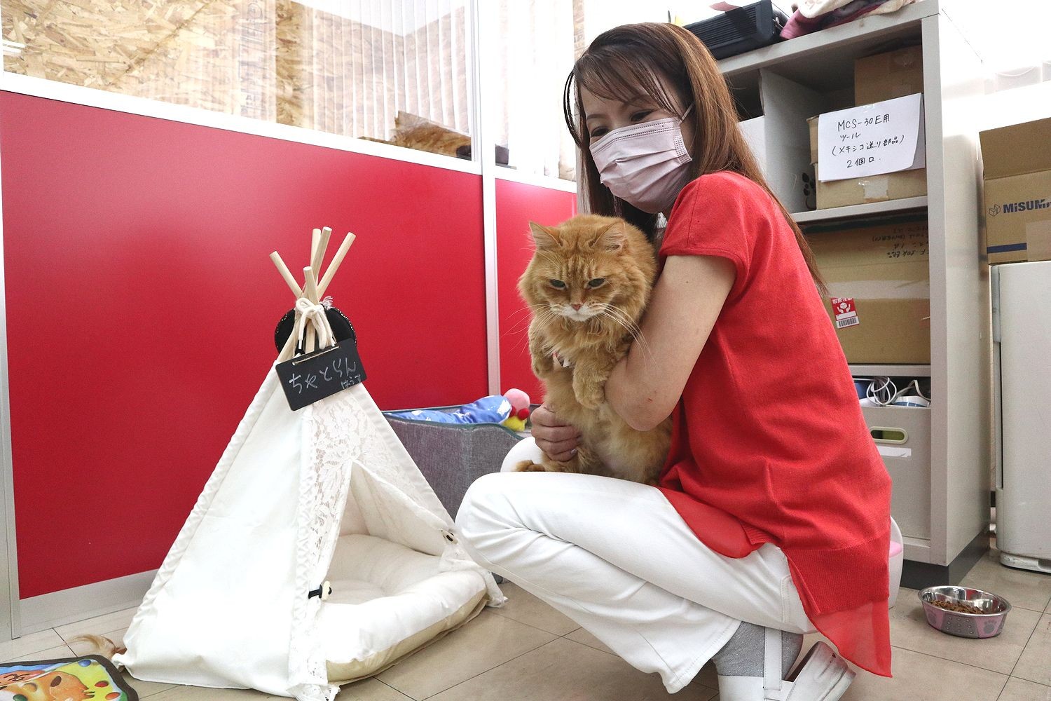 ケガをして瀕死だった子猫…保護されて今では「副社長」に 12匹のネコ