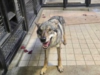 多摩動物公園の公式X（@TamaZooPark）より