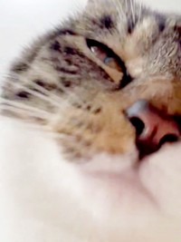 お尻トントンされて気持ちよさそうなチャイちゃん（画像提供：nekokawaii1214さん）