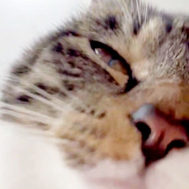 お尻トントンされて気持ちよさそうなチャイちゃん（画像提供：nekokawaii1214さん）