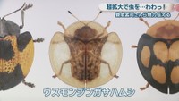 ウスモンジンガサハムシ