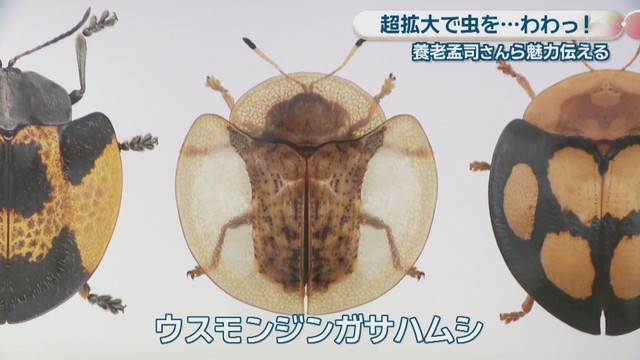 ウスモンジンガサハムシ