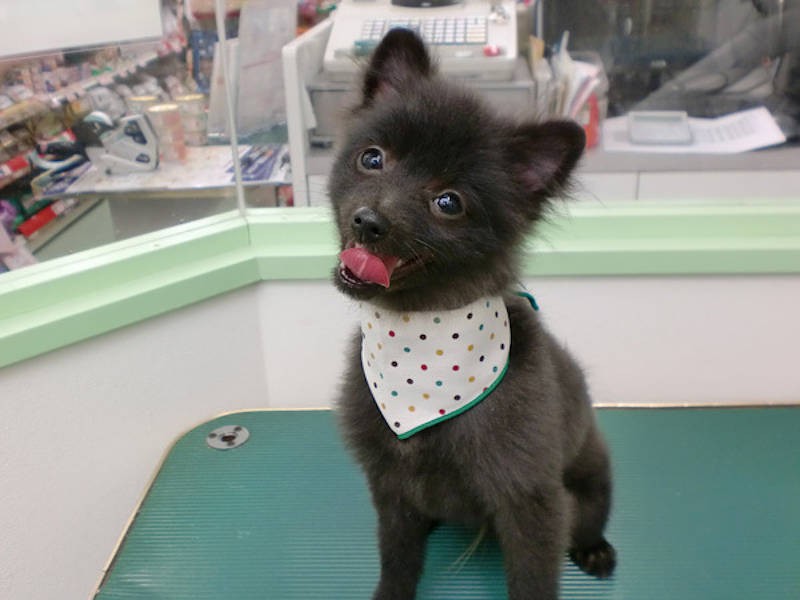 シオンくん、子犬時代から笑顔がステキ！