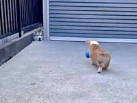 ボールを追って来た楼亜くんを、じっと見つめる陸くん（画像提供：レナままさん）