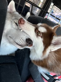 福丸お兄ちゃんを食べてしまうぶなちゃん（提供：ふくまる＋ぶな=さん）