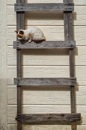 「かべねこ」より　（撮影　吉田裕吏洋）