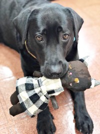 お気に入りのぬいぐるみをくわえる小梅ちゃん（画像提供：こうめさん）