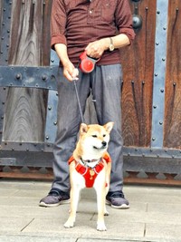 大好きな飼い主さんの父とゆづちゃん（画像提供：柴犬 ゆづさん）