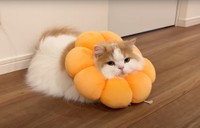 ポン・デ・リングのエリザベスカラーは枕にもなる？（「猫のレモンちゃんねる」さん提供、YouTubeよりキャプチャ撮影）