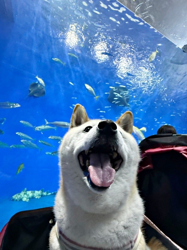 「次は何！？」 わくわくした様子のゆめちゃん（画像提供：柴犬の見る夢さん）