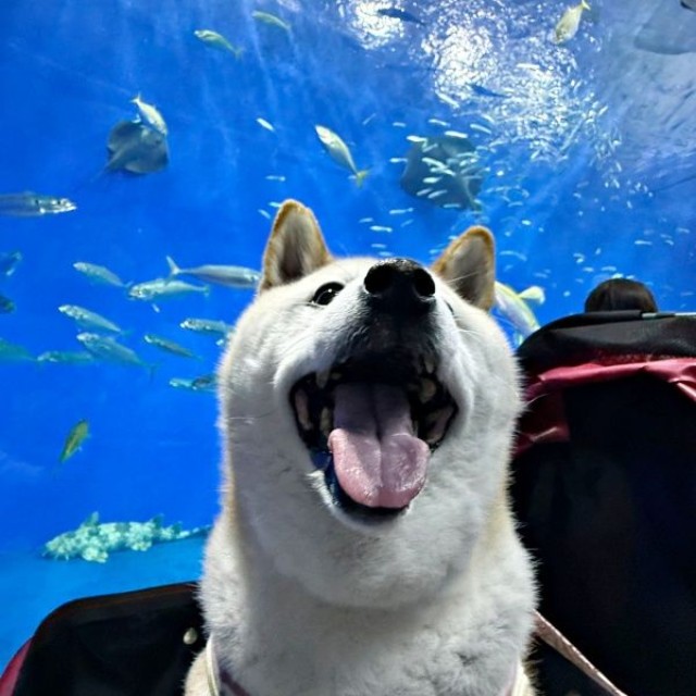 「次は何！？」 わくわくした様子のゆめちゃん（画像提供：柴犬の見る夢さん）