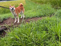 草が刈ってある畦道のスタート地点にダイブしたティーくん（画像提供：柴犬ティーくん＆パパさん）