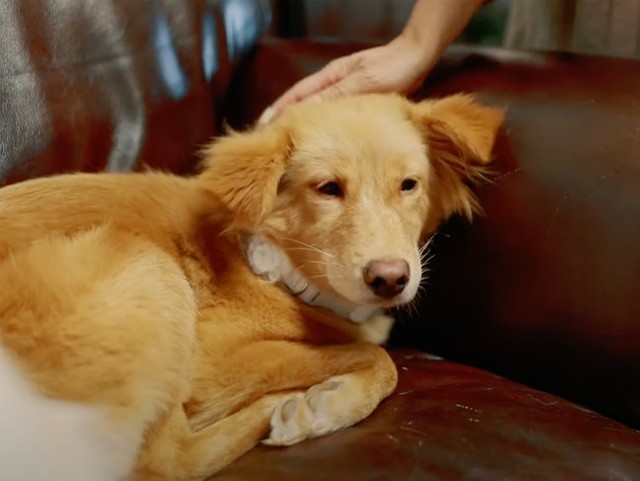 「甘え方」がわからず、緊張した面持ちのリズリー