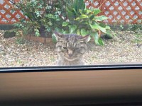 保護前、庭から家の中をのぞくフクくん（画像提供：なみおさん）