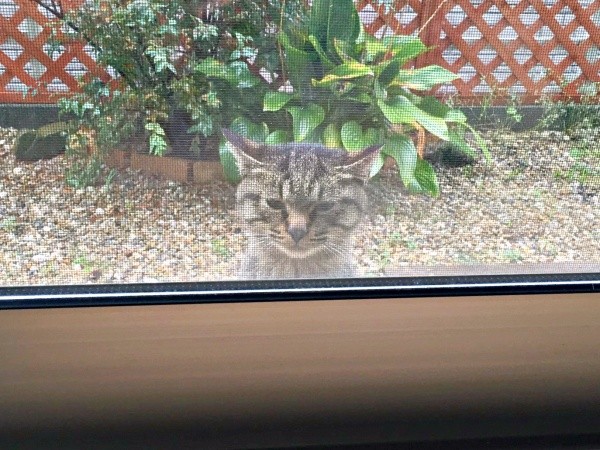 保護前、庭から家の中をのぞくフクくん（画像提供：なみおさん）