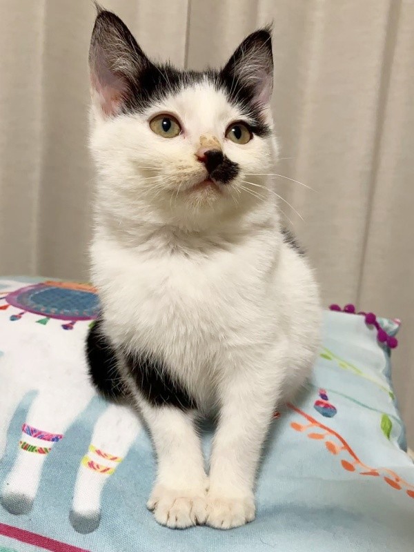 生後3カ月のシロちゃん（画像提供：ぶち猫のシロとクロさん）