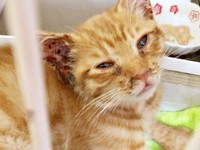 保護当時、猫風邪で衰弱していたツナくん（画像提供：mmmさん）