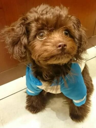 家にきたころの「マシュー」