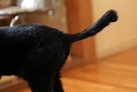 パッと見はわかりにくいが、触るとカギしっぽなのがわかる