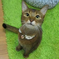 オスワリもできる。後ろ脚がないと言われないと分からない