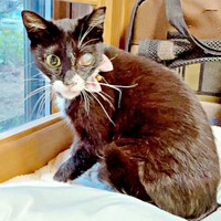 片目の視力は失ったものの元気を取り戻していった桜猫ちゃん（画像提供：アズエスミさん）