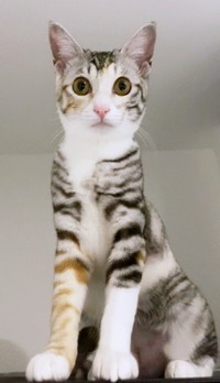 すくすくと成長し美ニャンになったテトちゃん（画像提供：テト(バステト女神)と私さん）