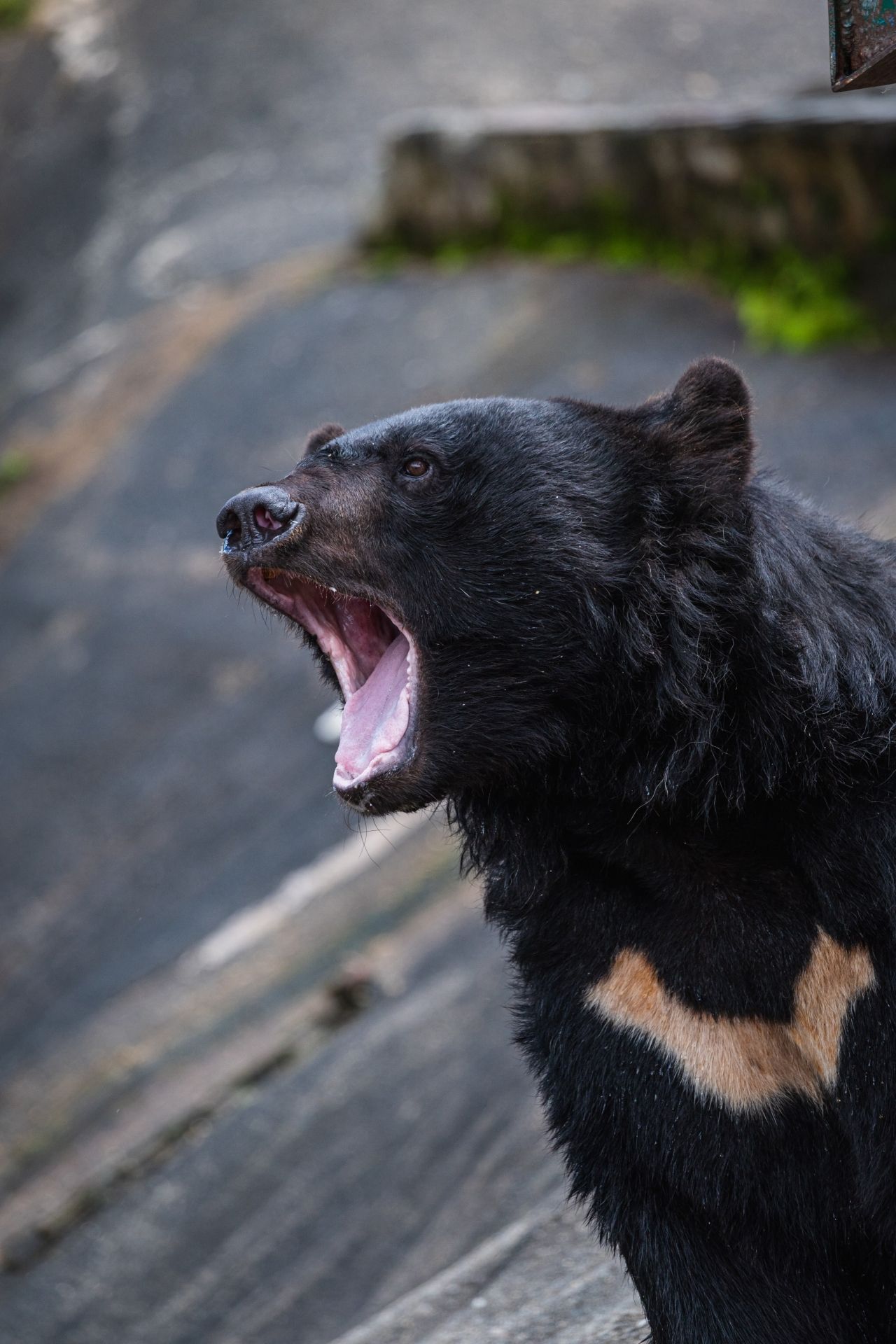 食レポ「ツキノワグマを食べた！」どんな味？ 投稿者「臭みなく