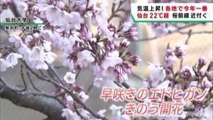 宮城県各地で気温上昇　桜前線が近付く