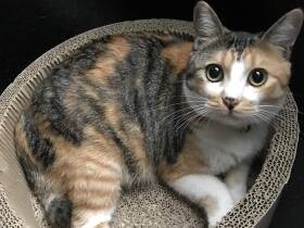 2022どこでもくつろげるで賞　三毛猫「ミミ」