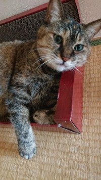 箱が好き！なんだか落ち着く