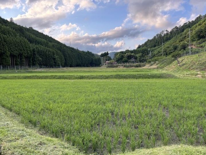 京都市北部の京北地域に仲間たちと借りた田んぼ。田植えや草刈りに通いながら、作れば作るほど農家が苦しくなる米作の矛盾を実感している
