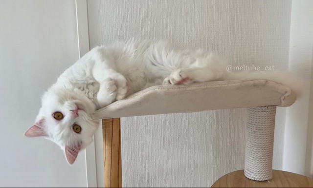 マオちゃんの猛烈かまってアピール＝めるちょとまおまおさん（@meltube_cat）提供