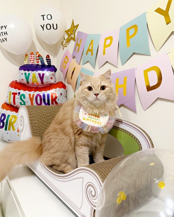 3歳の誕生日を迎えたつきみくん（画像提供：つきみねこさん）