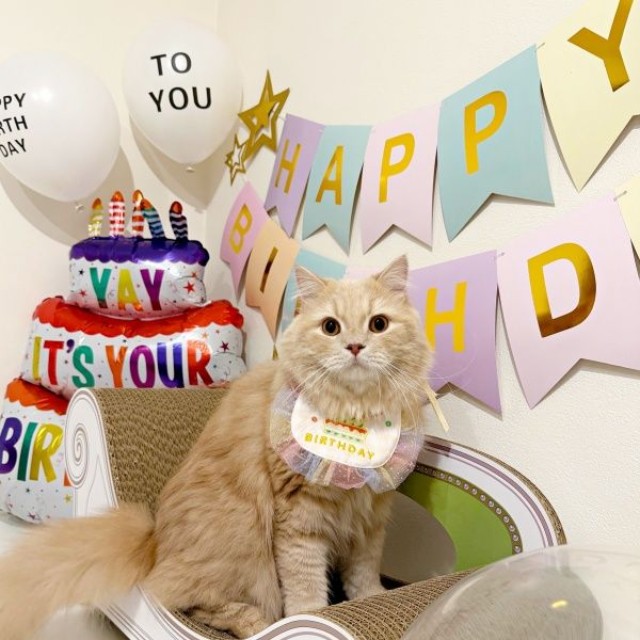 3歳の誕生日を迎えたつきみくん（画像提供：つきみねこさん）