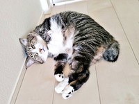 ゴローンと寝そべるまめたろくん（画像提供：まめたろさん）