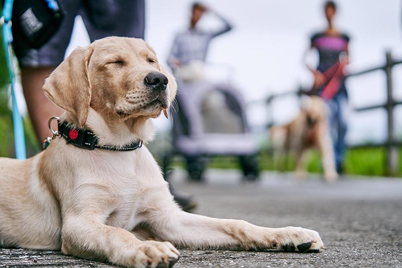 みんなでわいわいお散歩中に突如、「今」に集中し始めたマサ