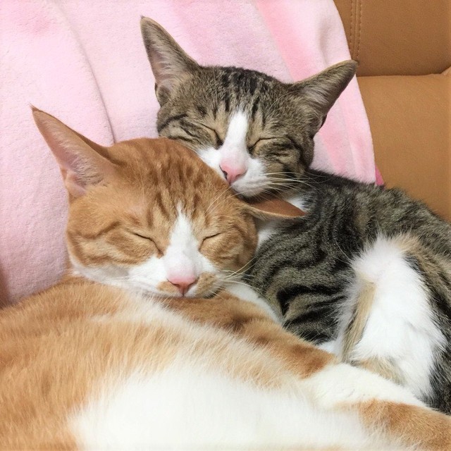 仲良く眠るモカくん（左）とオレオちゃん（右）。いつも一緒です