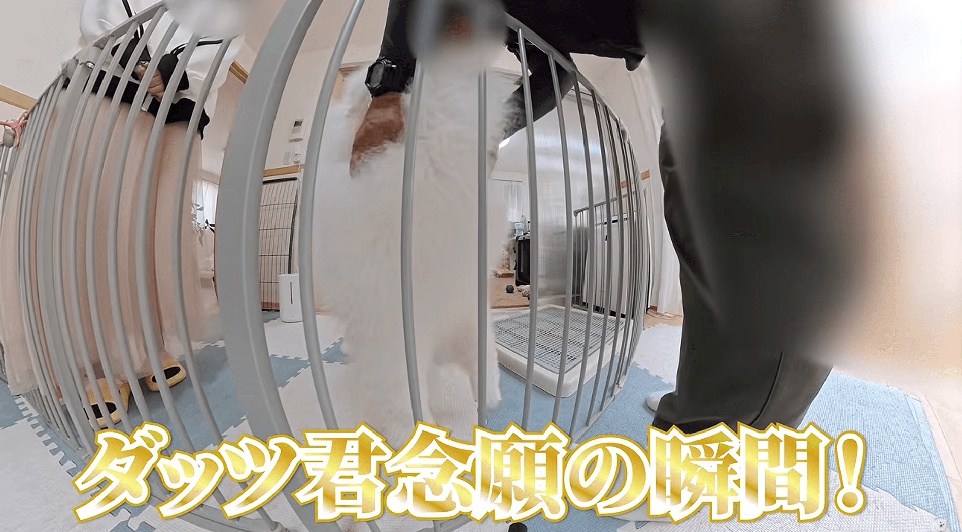 念願のなでなで。「フワフワですね～」と業者さんもニッコリ（画像提供：ダッツファミリーCh.さん）