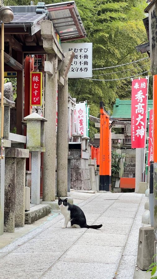 伏見稲荷にたたずむ姿が神々しい。 ※松村上久郎さん提供