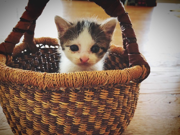 小さなカゴにちんまりと。かわいすぎます