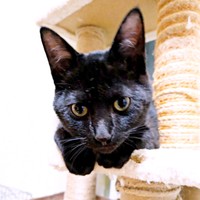 キャットタワーでくつろぐあんずちゃん（画像提供：きのひとまるさん）