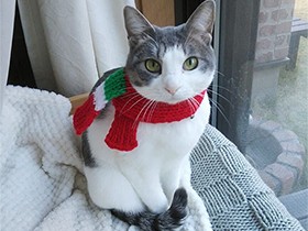 庭のパトロールが日課だよ　まんまるお目々のミックス猫「柚」