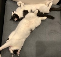 寝相はなかなかユニークなゆず&かぼすペア（提供：銀八雲さん）