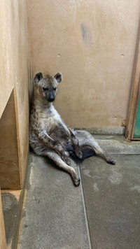 リラックス？燃え尽きた…？愛らしい姿のブチハイエナのエナ(「高知県立のいち動物公園」Twitterより)