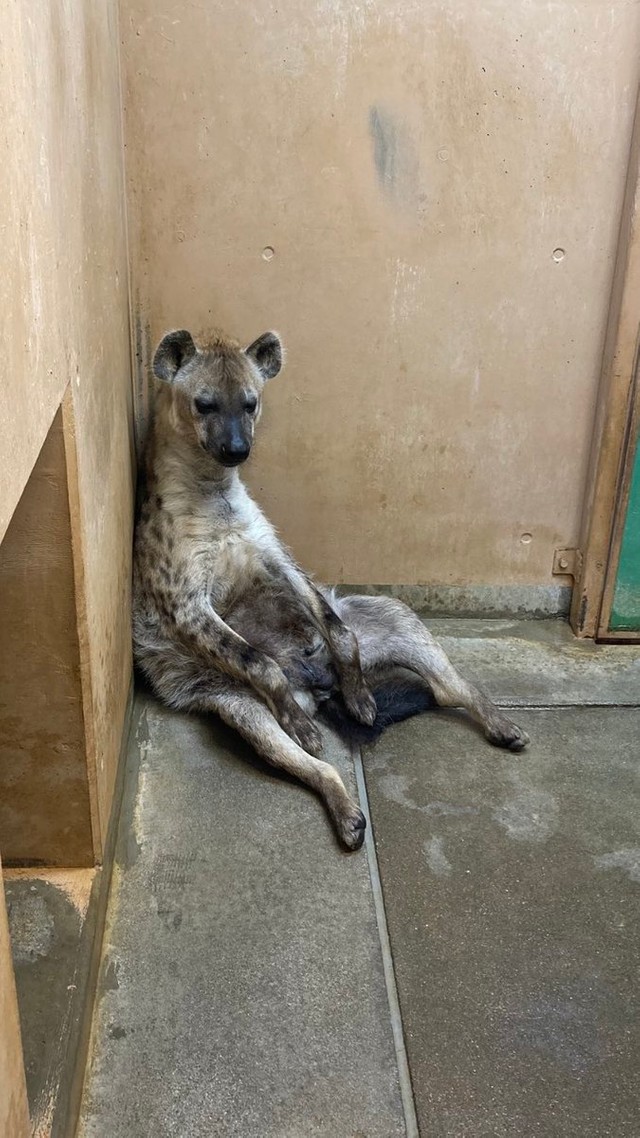 リラックス？燃え尽きた…？愛らしい姿のブチハイエナのエナ(「高知県立のいち動物公園」Twitterより)