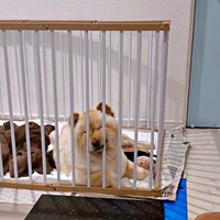 子犬のお世話に励むブーちゃん。何やらお顔がすごいことにーー（画像提供：CHOWCHOWFAMILYさん）