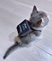 「Uber Cats」になった子猫時代のとーまくん（画像提供：hanoaさん）